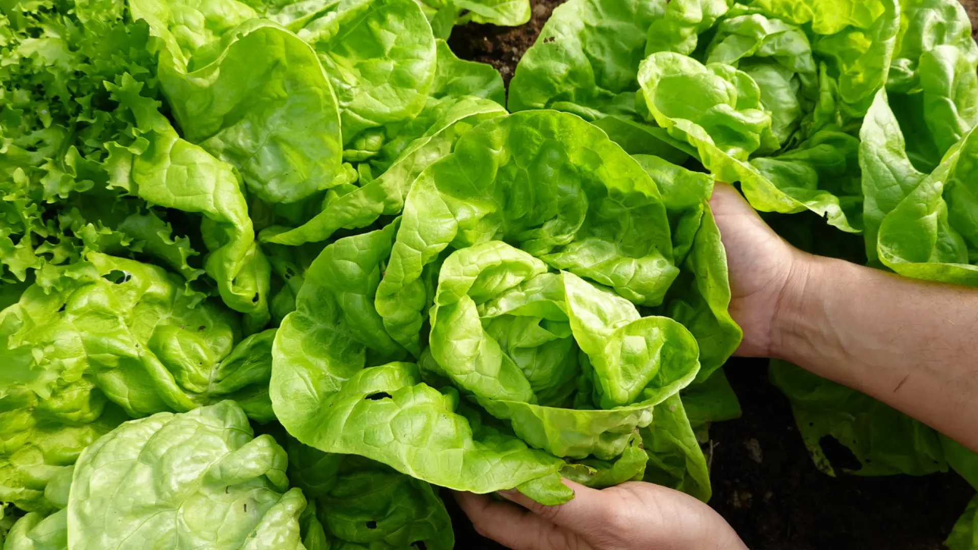 Lechuga escarola: amargura para estimular la digestión